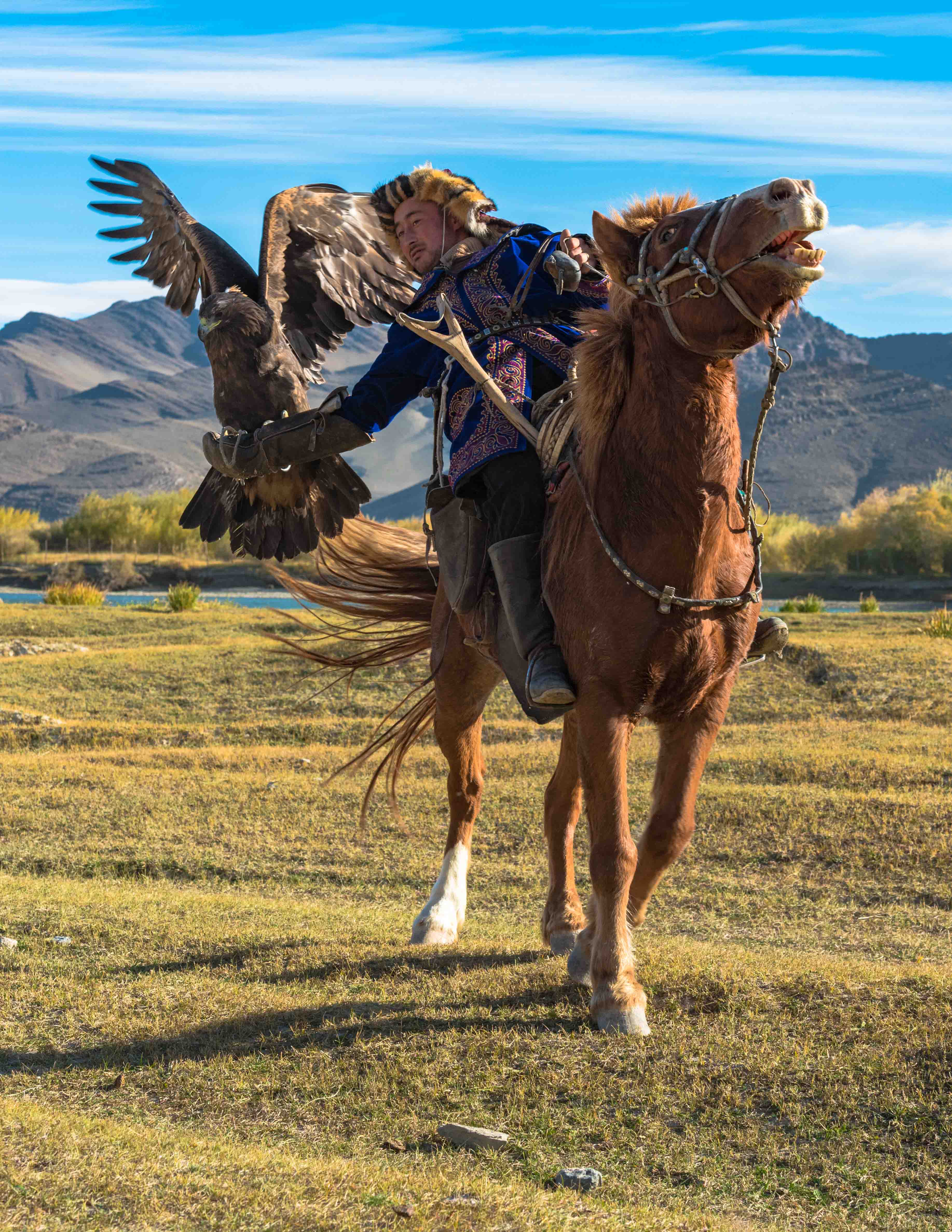 A Golden Eagle hunter catches his eagle while on horseback, one of the many events and competitions that take place at the Golden Eagle Festival.