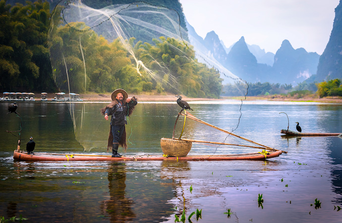 The cormorant is trained to return to the boat and spit the larger fish out for the fisherman. To keep the birds happy, the fisherman feed them the smaller fish that were caught.  Sadly, the 1000 year old tradition is fading due to overfishing and that stronger nets are proving more effective.