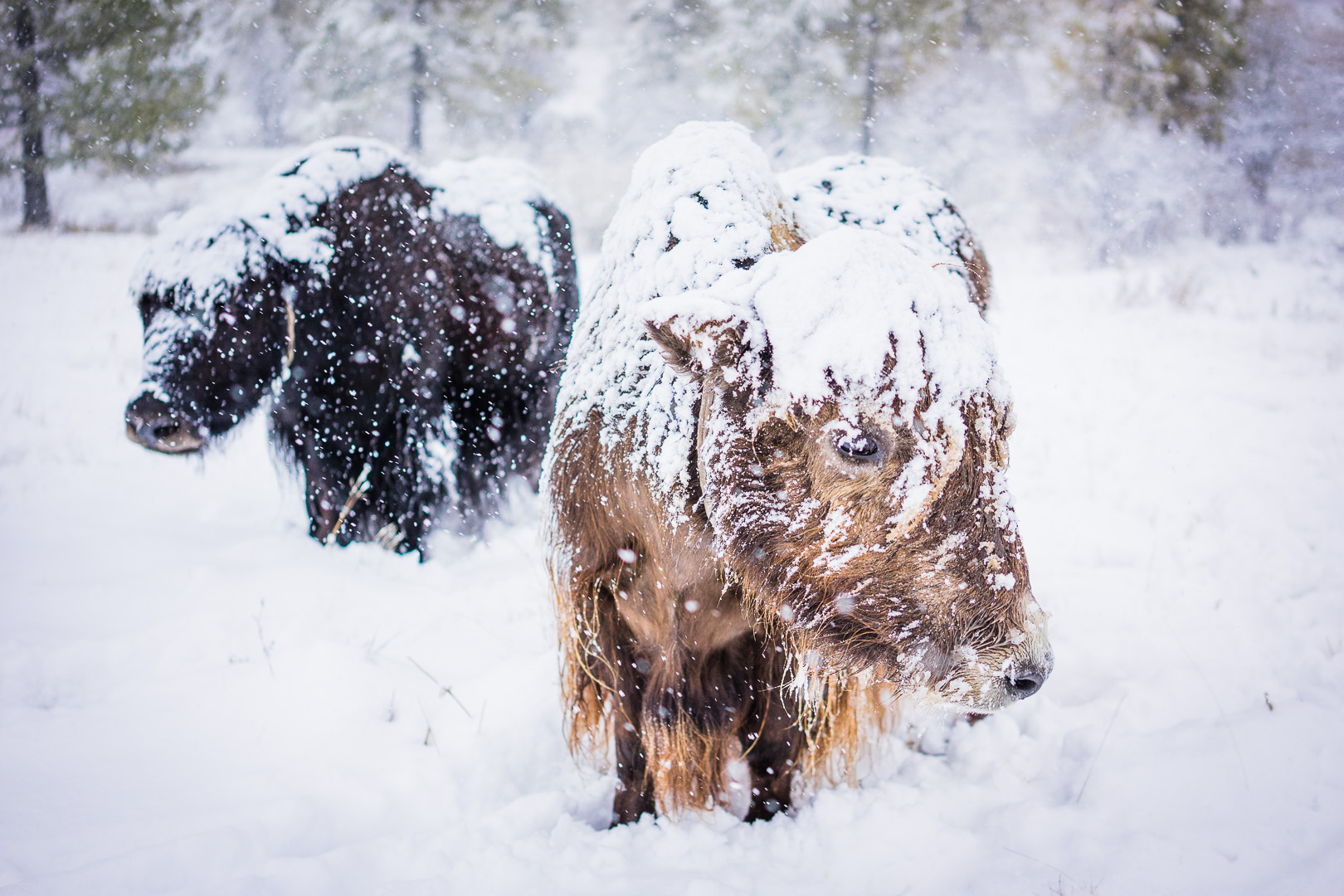 Winters here are unbelievably fierce - but man and animal must adapt and survive. As the biting northerly wind begins to blow, these yaks will endure months of temperatures as low as -40°C.