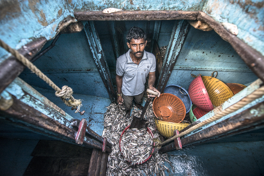 I looked down the fish hold's hatch to get a glimpse of the lone crew man Biju. He stood between heaps of Sardines holding on to his shovel, frantically dumping the fish into baskets. By his gestures one could clearly notice he was in a hurry to get rid of the fish that kept his company. The baskets were then heaved to the upper deck by his fellow crew members so as to transport the catch off the vessel. His blank stare almost made me realize how mentally restrained he was to completing his chores.