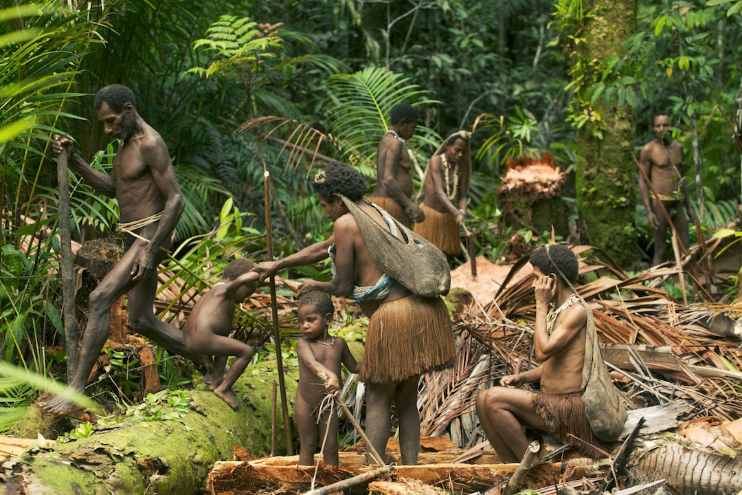 Korowai people making sago to eat. Near Mobul village, West Papua