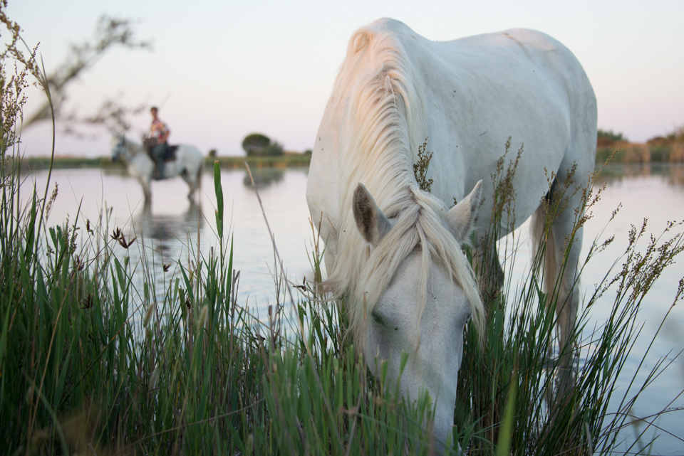 It's morning, and a 'gardian', the Camargue cowboy, has brought the beautiful white Camargue horses out to the reedy marshes unique to this area of Southern France.