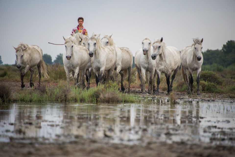 In the Camargue,the horses live in semi-freedom in herds, called ''manades'' which the 'gardian' follow on horseback. It is a difficult life and unfortunately, due to economic and social pressures, their traditional lifestyle is becoming more difficult to maintain.