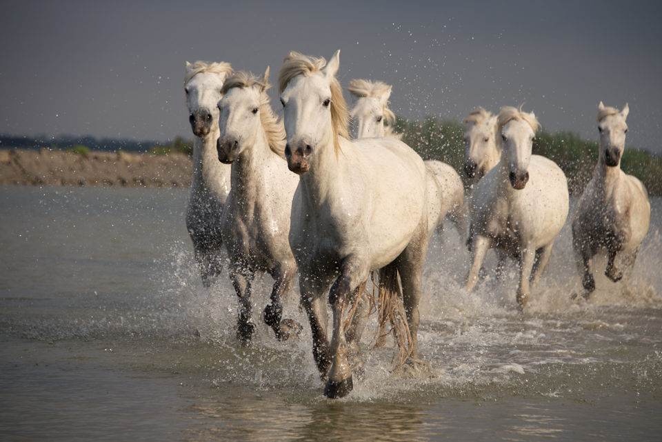 These stunning horses are known as the 'horses of the sea.' Their large limbs, small size, big head, and grey/white adult coat distinguish them from other horse breeds.