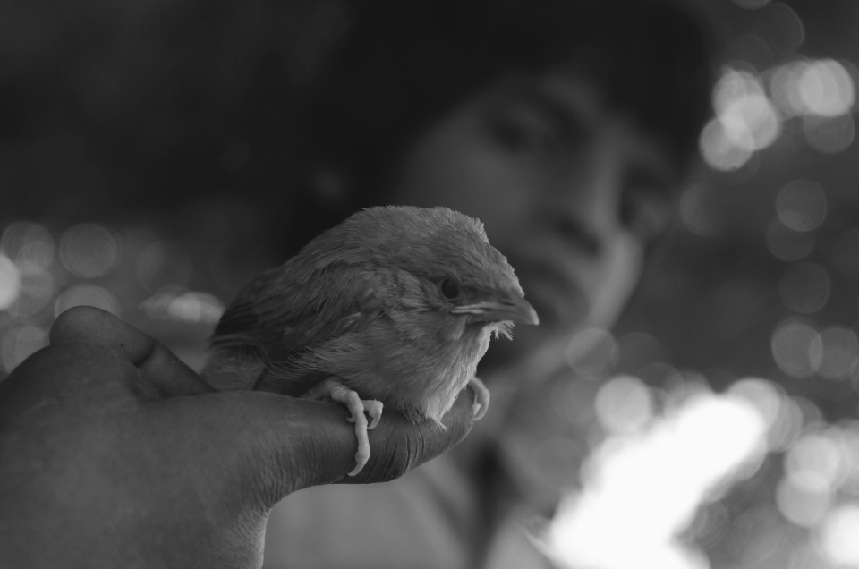 Point of view. Street child looks at bird as his close pal and wishes to take care of it.