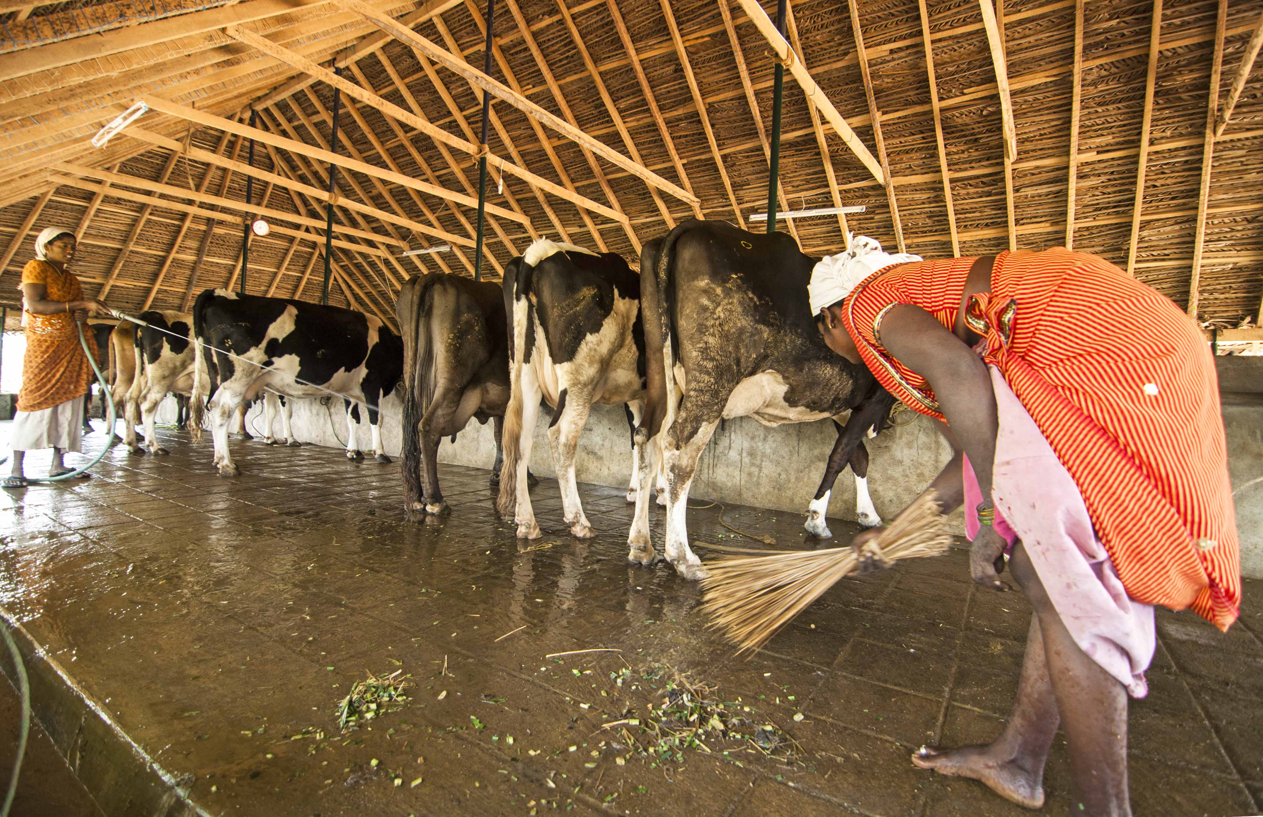 Cow shed is cleaned with water and broom after the cows finish eating the greens fed in the morning