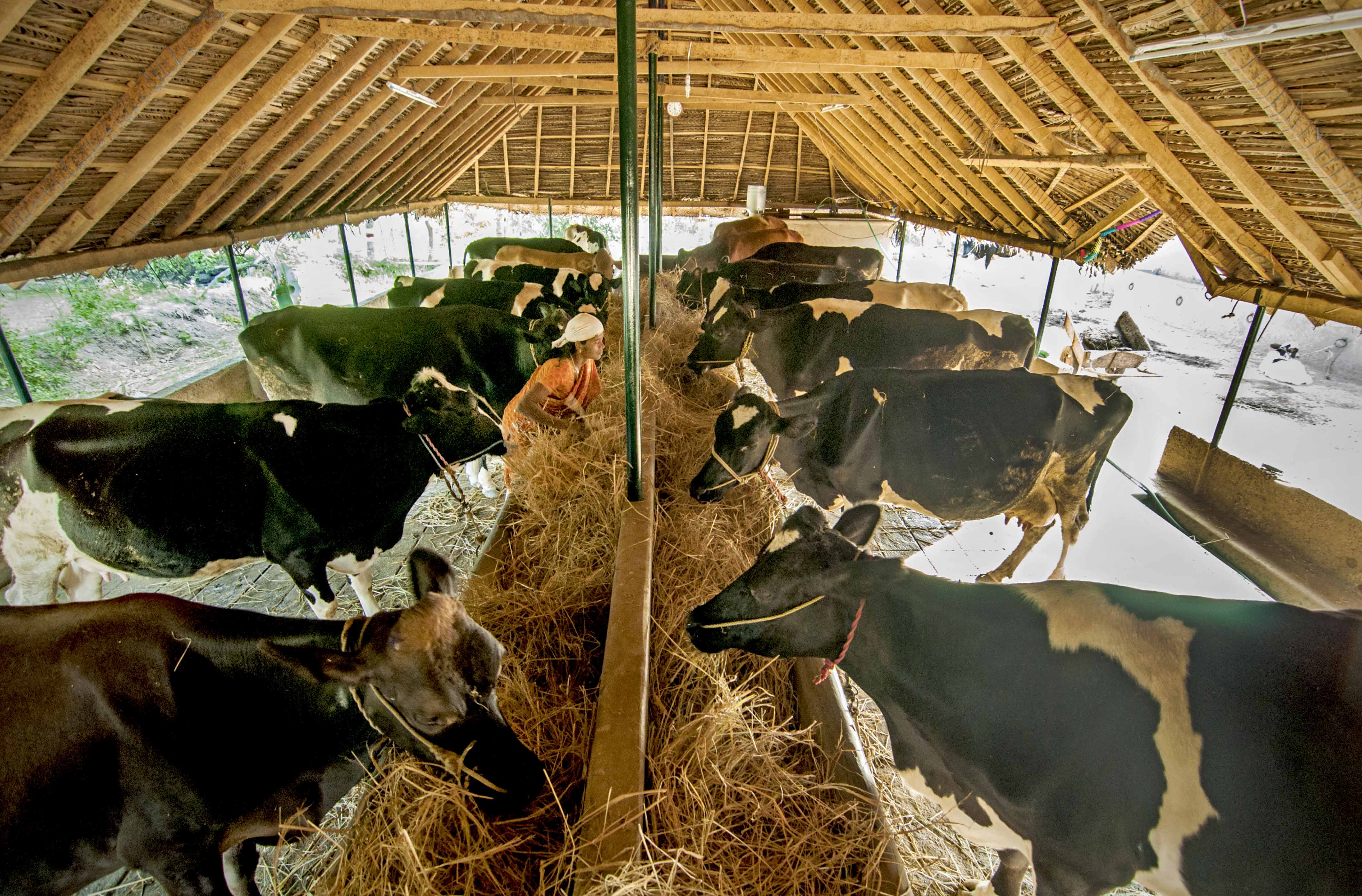 In the afternoon they are fed with grass