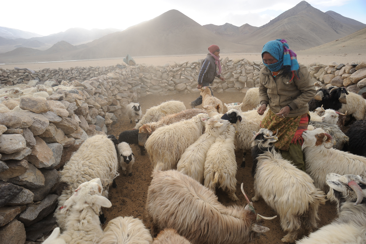 Frequent dust-storms are part of a common day here in this Changpa settlement, near Hanle. At dawn men and young girls move onto the pastures with their herds, and all get busy when they return back. A strong sense of community dictates life here.