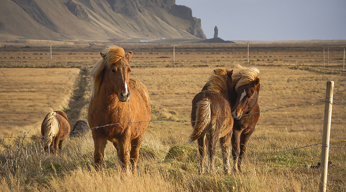 The wild, sturdy and small stature of Icelandic horses fascinates me. The setting sun and the cliffs of the Black Sand Beach in Vik allowed for a great composition.