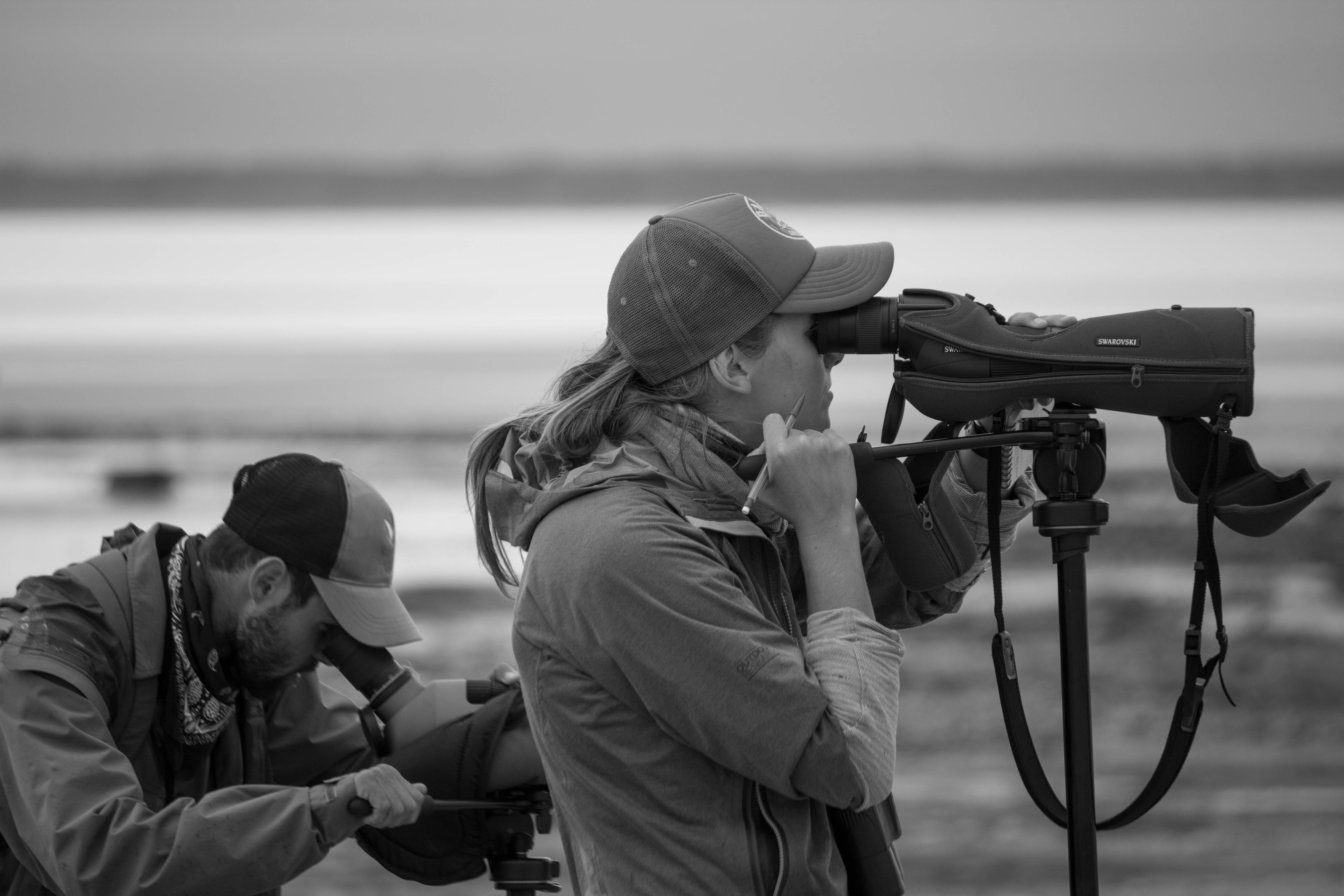 Just another day at the office. Field techs hard at work identifying shorebirds with the help of their scopes.