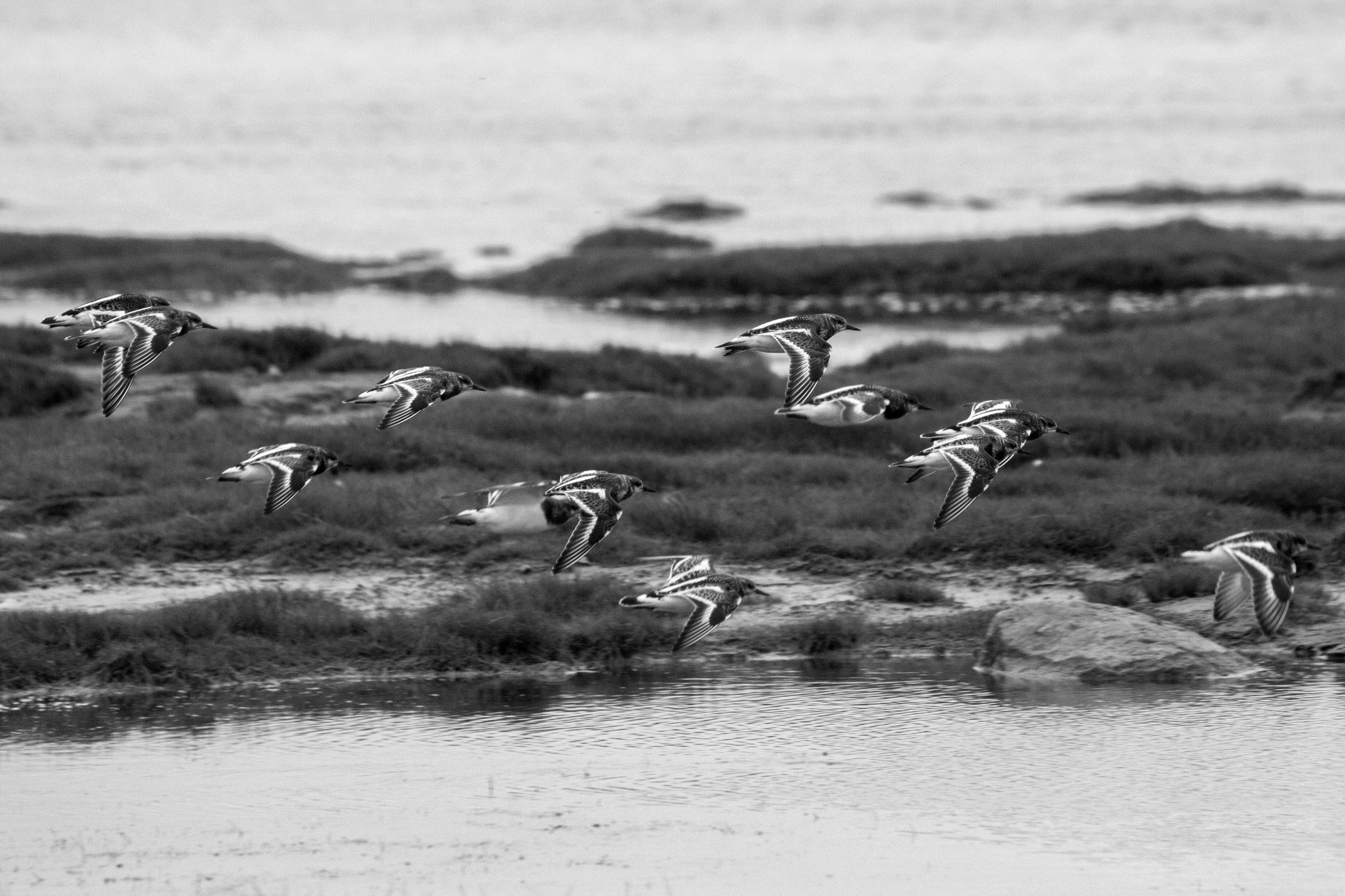 Twelve ruddy turnstones fly by. The name of the game is identifying and counting the various shorebird species in the bay.