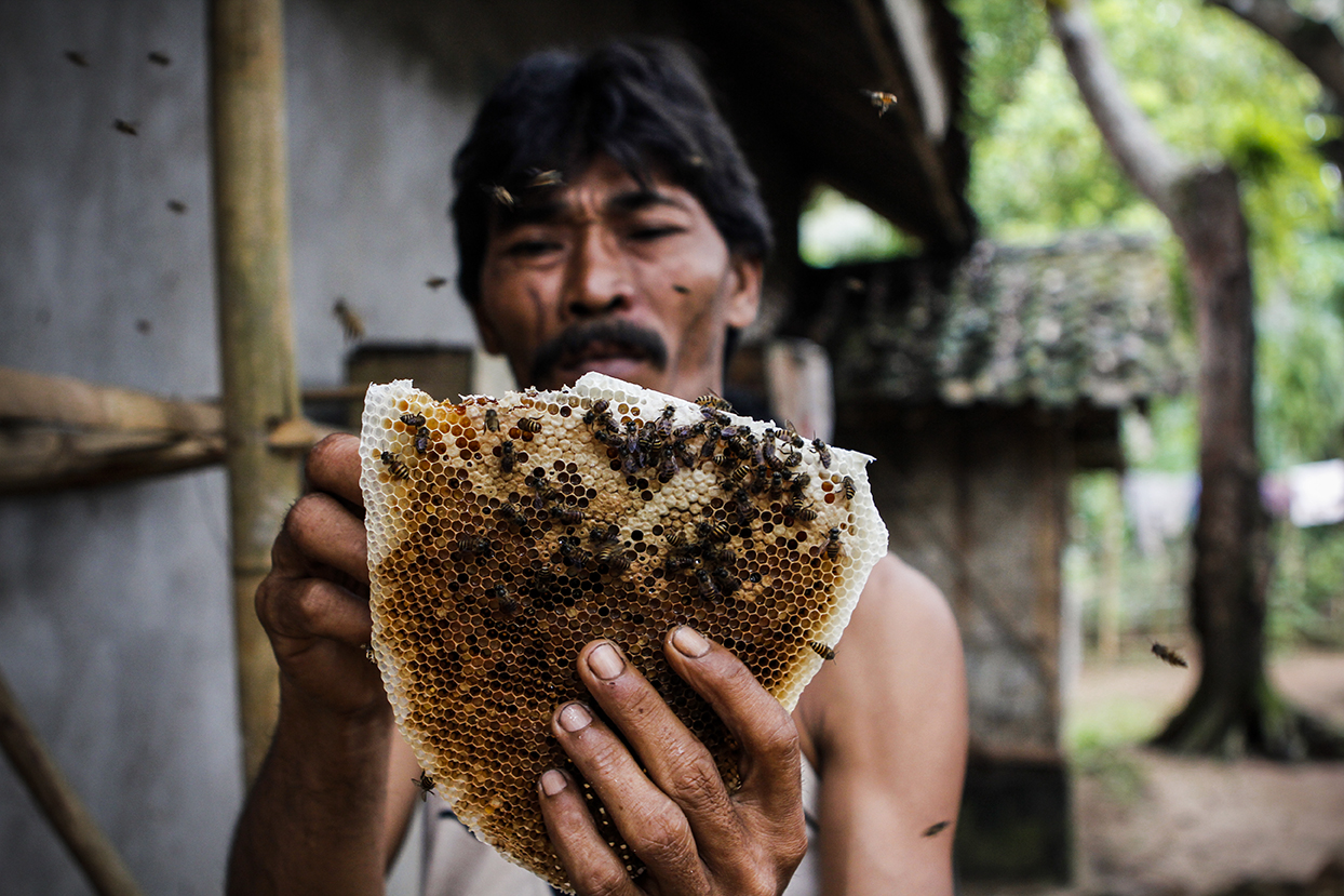 The beekeeper Pak Ata with a honeycomb. The Cingagoler honey is famous because of his rafine taste, is made from wild bee, and it will be the first Indonesian Slow Food Presidia in 2016.