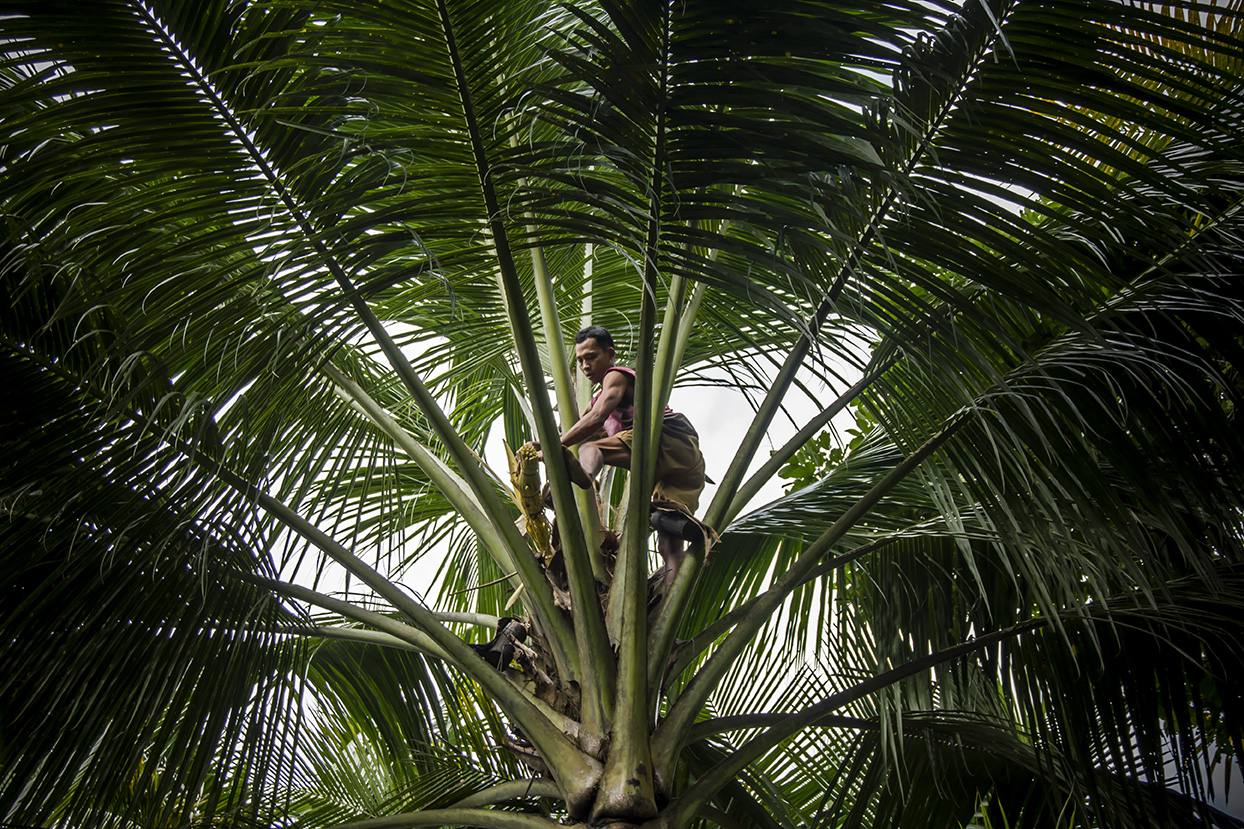 Pak Kusen collects the nectar from the coconut palm flowers to produce the ''Gula Kelapa'', one of the most sustainable sugar in the World.