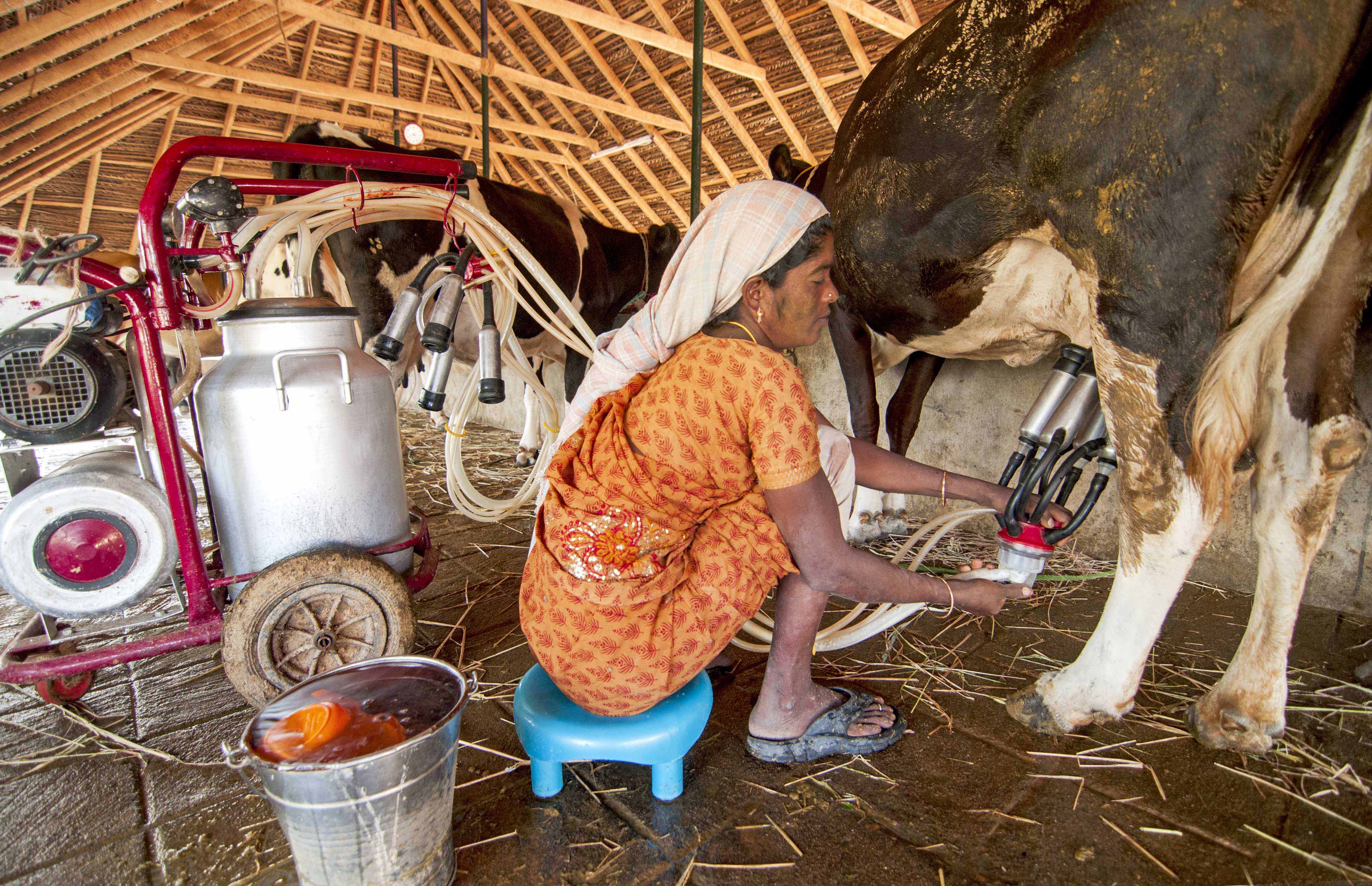 The cows are milked with a machine and the milk is sent to the place where it is sold