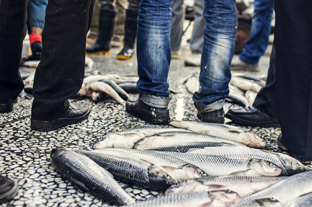 Wholesalers are buying fish from fishermen