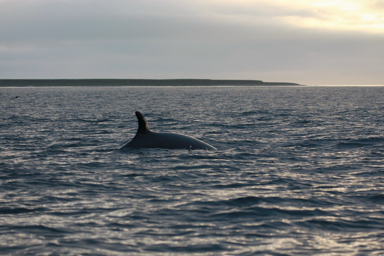 The whale near Komander islands