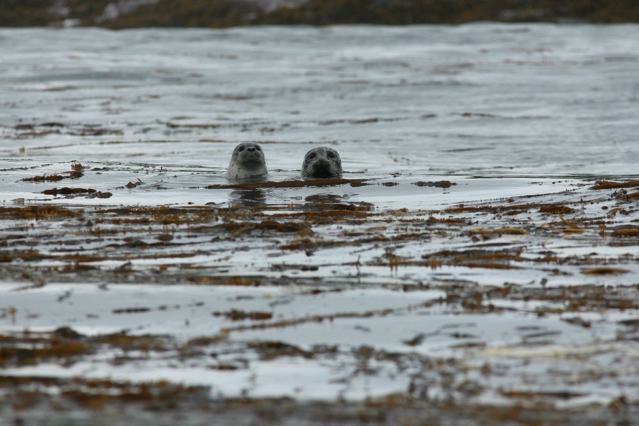 Seals are whatching, who is coming