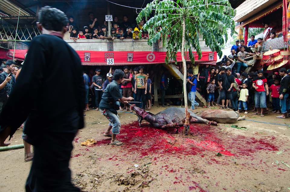 While the funeral proceedings may appear gruesome to outsiders, the rituals are meant to honour and celebrate the deceased.  Spilling blood on the earth is considered a sacred act.  Torajans do not take death lightly - a single water buffalo often sells for more than a brand new car.