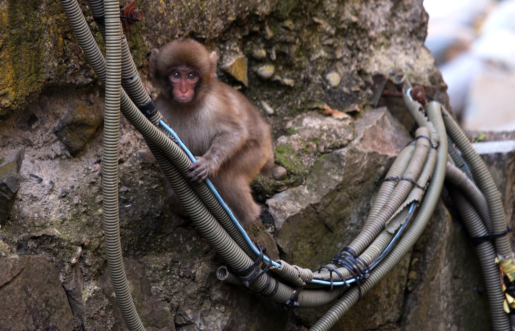 Whilst the adults are busy foraging for food or grooming each other, the young will play and explore! Like a child's favourite toy chewed and much loved, so are the cabling that humans have conveniently placed within reach.