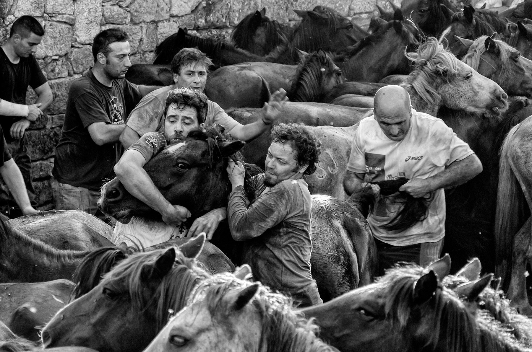 In groups of three, the "Aloitadores" grab the head and the tail of the horse, and take it down