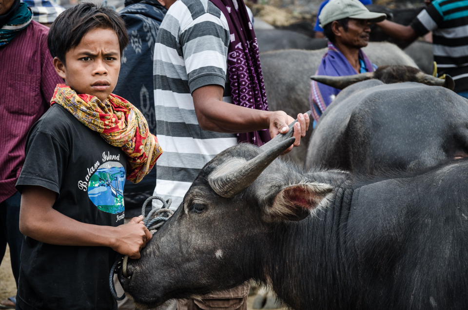 Family is the primary social grouping in Torajan society. Each generation contributes to family livelihood - here, a young man assists in trading buffalo. As well as their agricultural use, buffalo are ultimately sacrificed at funeral celebrations.