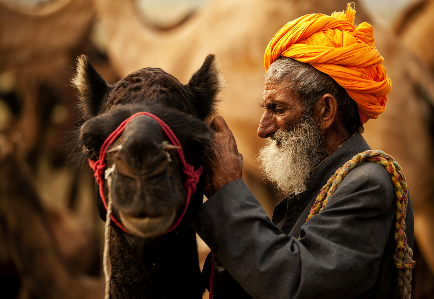 Historically, it was the Raika caste who managed camel breeding for Maharajas. They were once the only camel herders and breeders in the world who also protected them from slaughter.