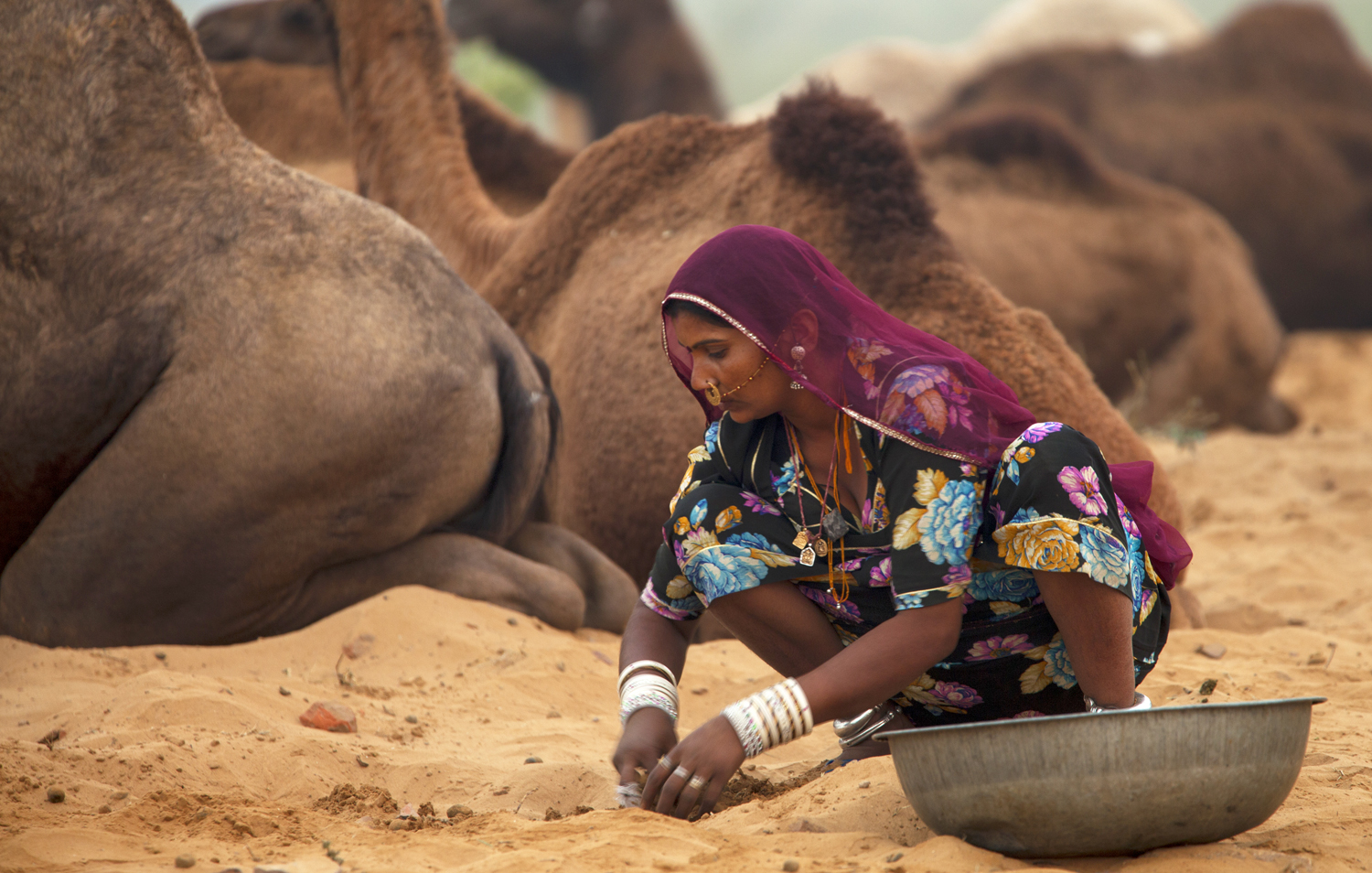 Thar Desert villagers use camels to lift water from deep wells. In some parts, camel dung is mixed with grain and used as fertilizer. Here a lady is seen collecting dung from camels.