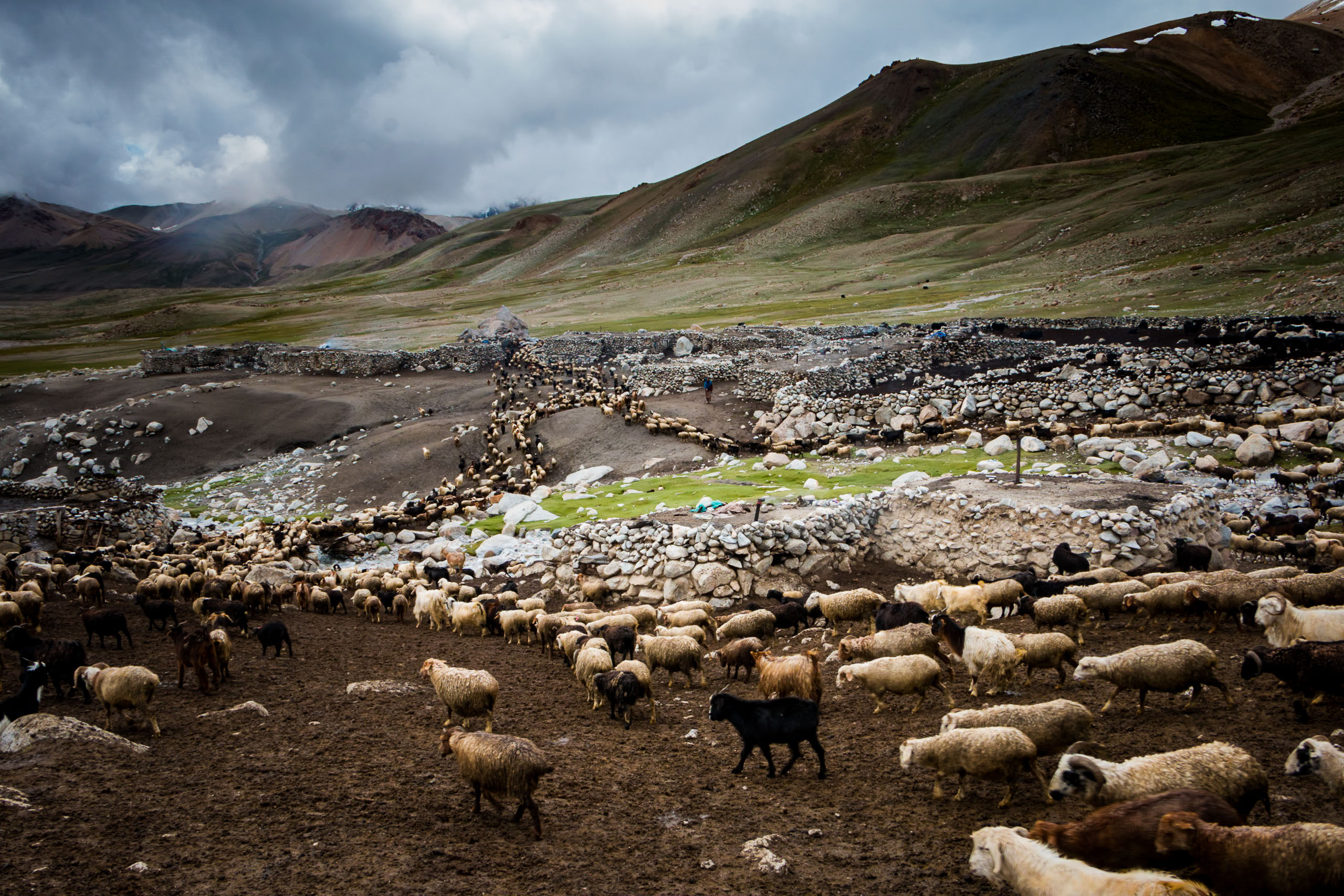 In harsh and inclement weather conditions, subject to the whims of the sun, wind and snow, shepherdesses take care of over one thousand cattle; sheep, goats and yaks.