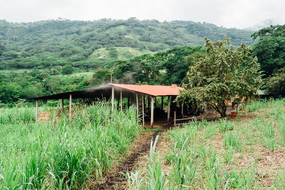 1.       The Province of Guavilá, located 120KM away from Colombia's capital city: Bogotá, is gifted with sugarcane plantations. Each plantation has a Trapiche (Panela Farm), which is the place where countrymen process the sugarcane to produce Panela.