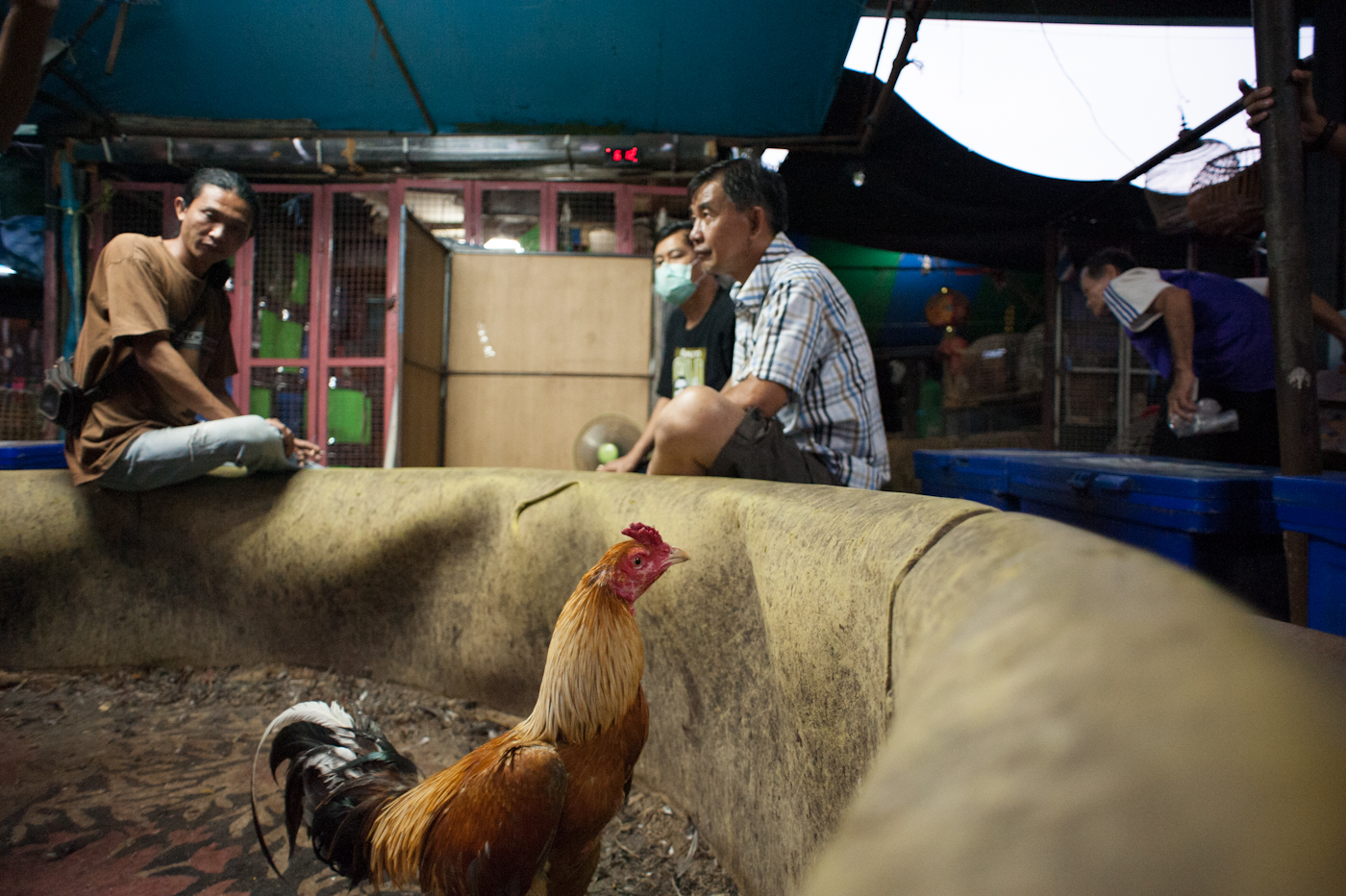 Chatuchak Weekend Market, Bangkok, Thailand 2012 Before the start of the fight, the cock is allowed into the ring to relax and get accustomed to the `new' environment