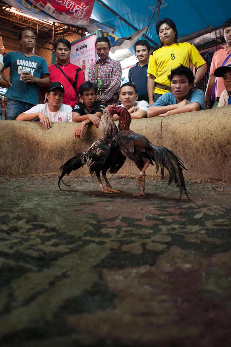Chatuchak Weekend Market, Bangkok, Thailand 2012 A low angle shot of fighting cocks in a moment of stillness. The Chatuchak Market's ring is one of the unofficial rings.