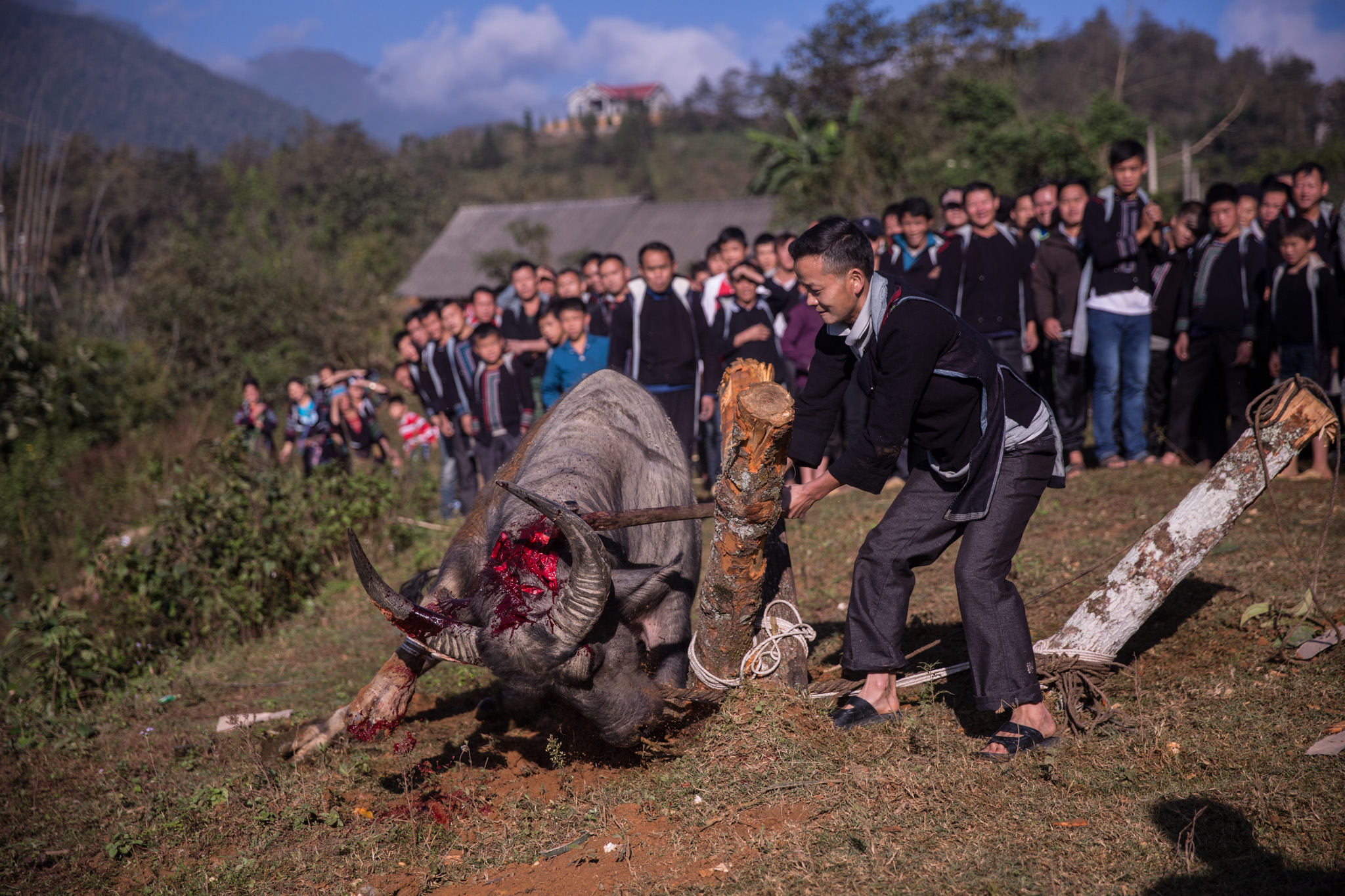 A buffalo is sacrificed as an offering to the spirit of the deceased, under the gaze of the members of the community.