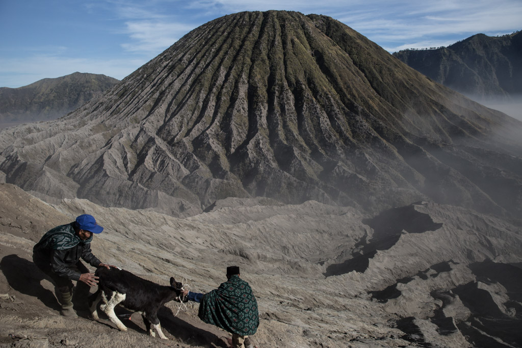 Two Tenggerese men hold a cow during the Yadnya Kasada Festival at crater of Mount Bromo Probolinggo, Java, Indonesia. The Kasada ceremony is a festival held every 14th day of the Kasada month in the traditional Hindu lunar calender to honour Sang Hyang Widhi (God Almighty) and is based on the legend of Roro Anteng and Joko Seger from the Majapahit Kingdom, from which their Tengger tribe name originates. Hundreds of worshippers from the Tengger tribe offer food and livestock as a symbolic sacrifice which they throw into the crater for the blessings of safety and prosperity to their familyies and community