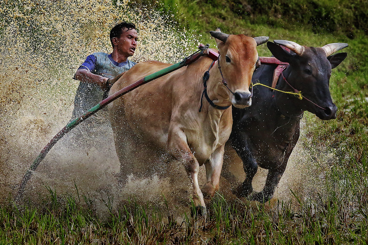 Unlike other races, "Pacu Jawi" is carried out one by one, the winner being the jockey who is able to lead both their cows straight forward until the finish line. This symbolizes the belief of how life should be lived "straight-forward" and honestly.