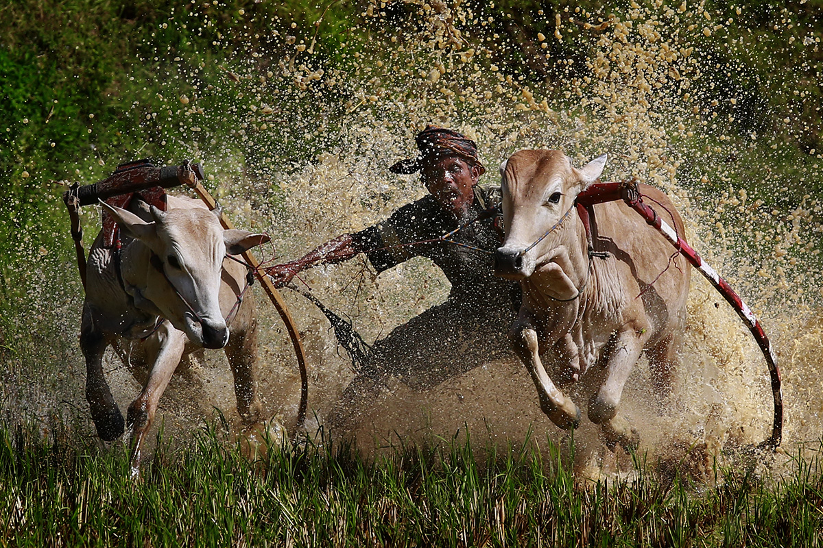 Pacu Jawi (cow race) is held at a muddy rice field and is usually carried out after harvest season. The jockey rides on a bamboo plough while holding on only to the cow's tail.