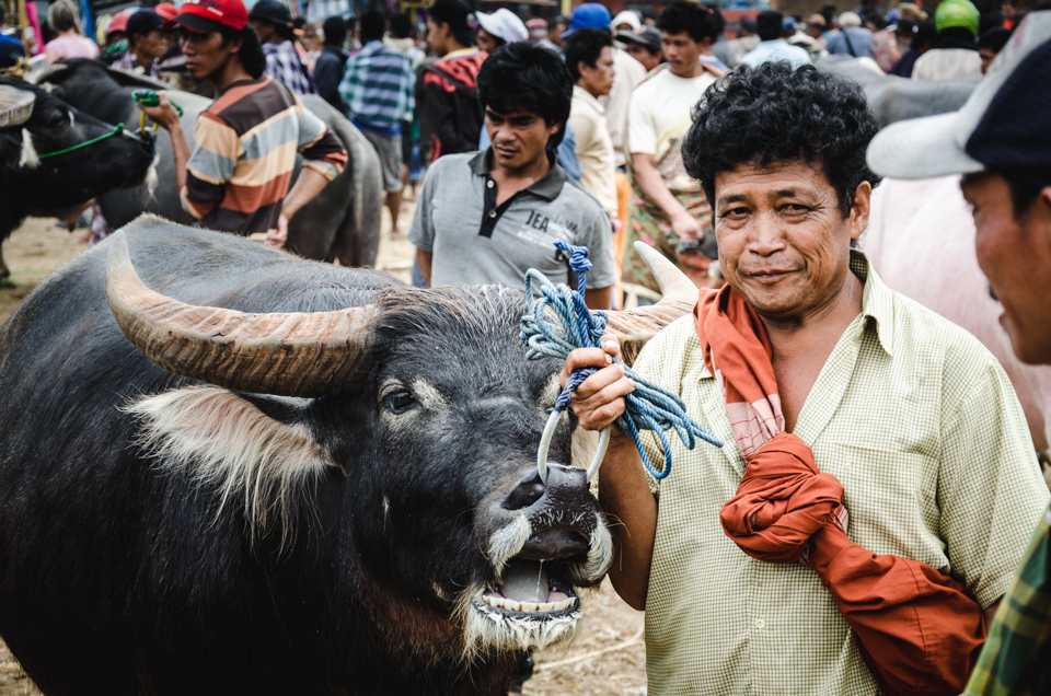 The buffalo markets in South Sulawesi are an integral part of life for the Torajan's. Agriculture is the main source of income and animals are also traded to pay off debts which often accumulate in the family.