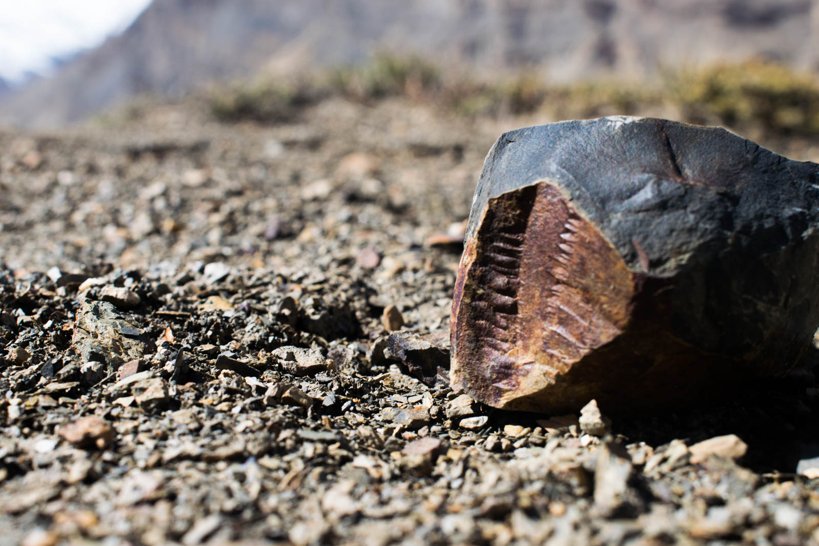On a recent visit to Langza, the Fossil Village in Spiti Valley, India, I spent a good amount of time looking under rocks for ammonite/cephalopoda fossils. My quest was triggered by extensive reading on the region that was once under the Tethys Sea. I  found two. One is shown in the picture.