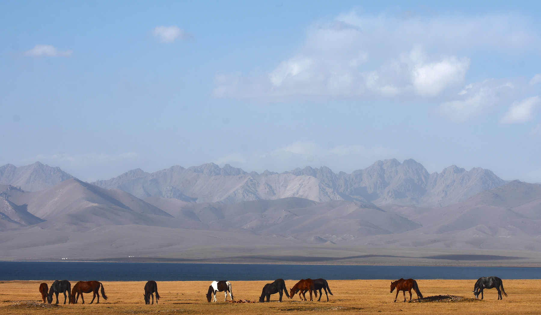 The wonderful landscape of Song-Kol in the northern Naryn province of Kyrgyzstan, where a few horses still roam free with the Issyk-Kul lake in the background.  