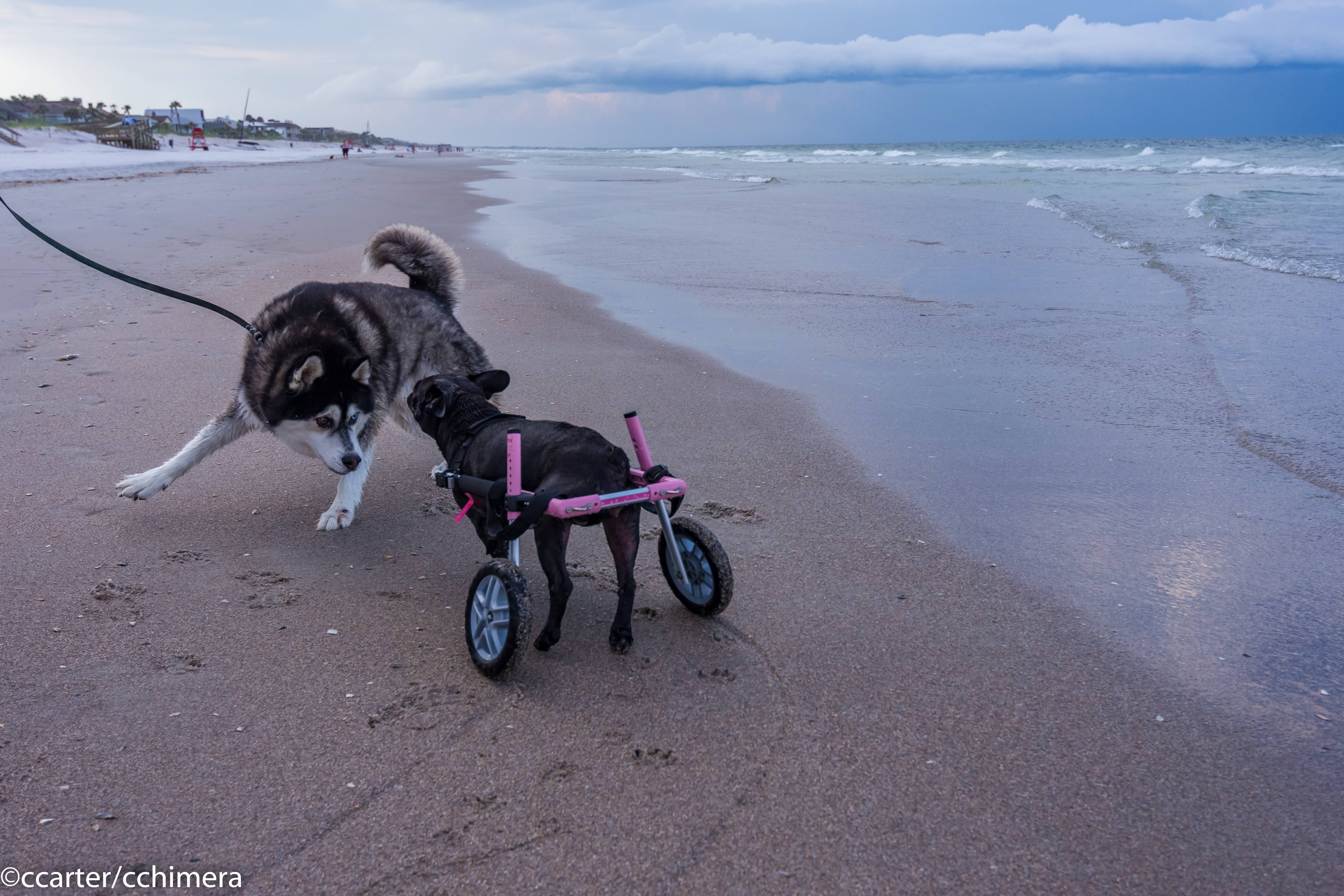 The city of Atlantic Beach has very dog-friendly policies. Please follow the rules if you visit, helping to ensure a long future for Fido on the beach.