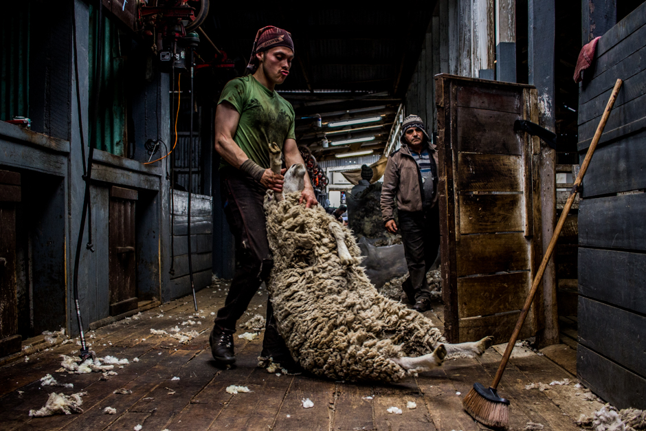 3. Skilled shearers can shear more than two hundred sheep a day. Making around a dollar per sheared animal, $200 a day is an exorbitant wage for South American standards. Yet it is seasonal and backbreaking and requieres the experience of several years.