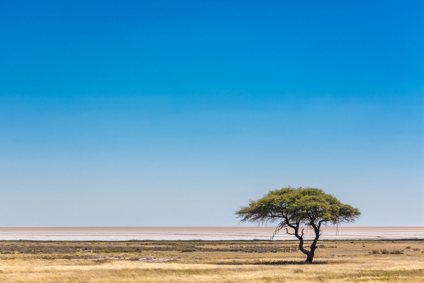 A lone tree growing on the edge of the Etosha Pan in Etosha National Park. While the flat, empty landscape of the park is good for helping sight animals from afar - with so little shelter from the sun we saw far fewer animals than expected.