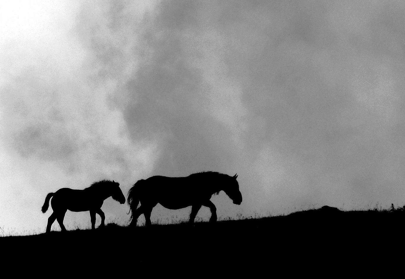 Horses in the Pyrénées Mountains