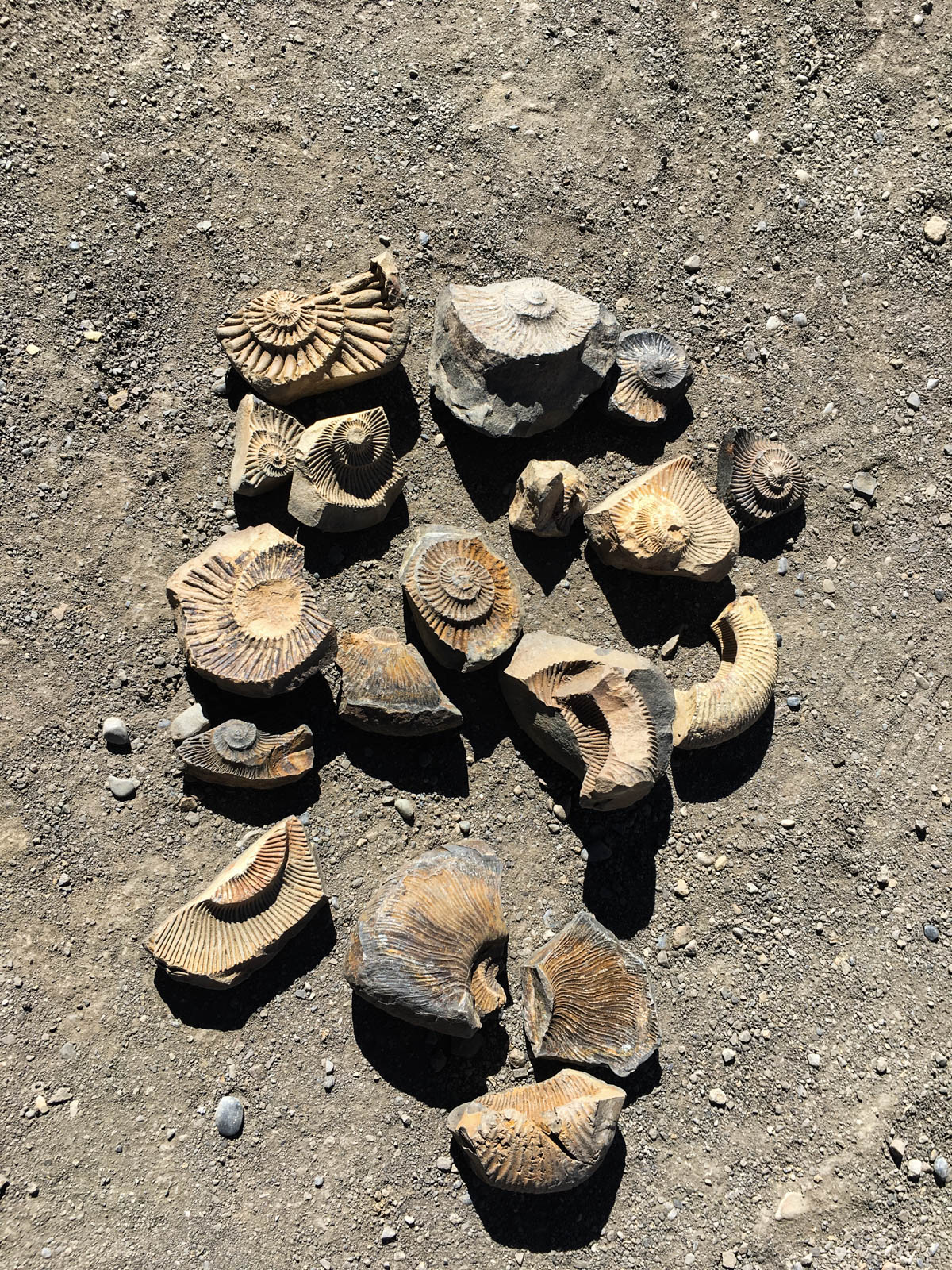 We refrained from buying the fossils as it affects research and destroys key links in the geographical history of the land. The boys laid out the fossils for us to see after we promised to pay them for it. 