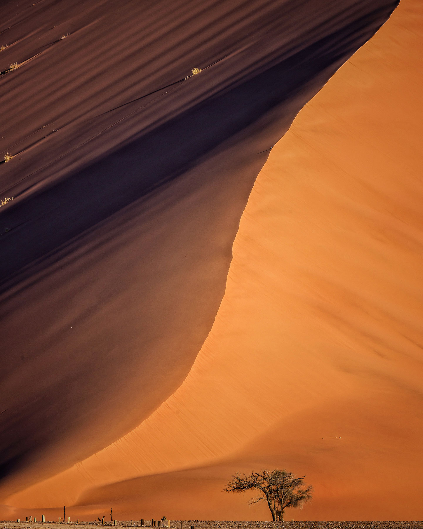 The sand dunes around Deadvlei are some of the largest in the world. This mountain of sand dwarfs the thorn tree below, but at sunset all the colours and textures really come out.