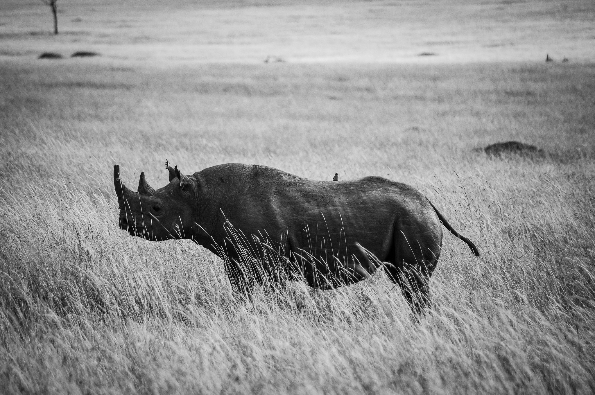 The fourth photo is of a lone male rhino grazing the plains of the Maasai Mara. I was beyond lucky to capture this shot since a rhino hadn’t been spotted until my last day in the reserve. You can notice the sheer size of the rhino if you look at the little bird perched on its bouldering back. 