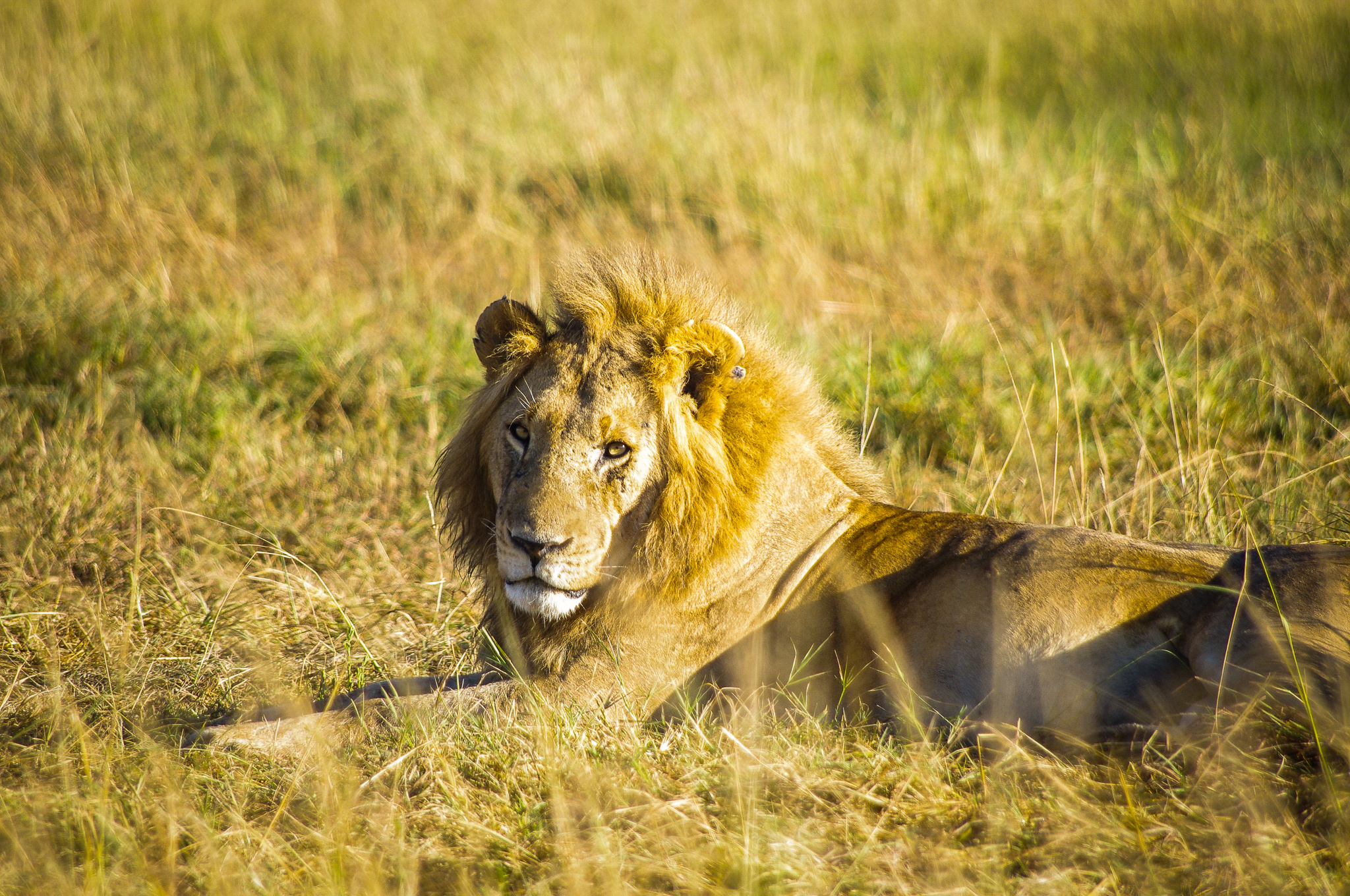The second picture is of a male lion, taken in Kenya’s breathtaking Maasai Mara National Reserve. Its sheer size and beauty was astounding - unlike any other animal I had ever seen. His remarkably lazy yet confident attitude took me aback as he really seemed to have no care in the world. 