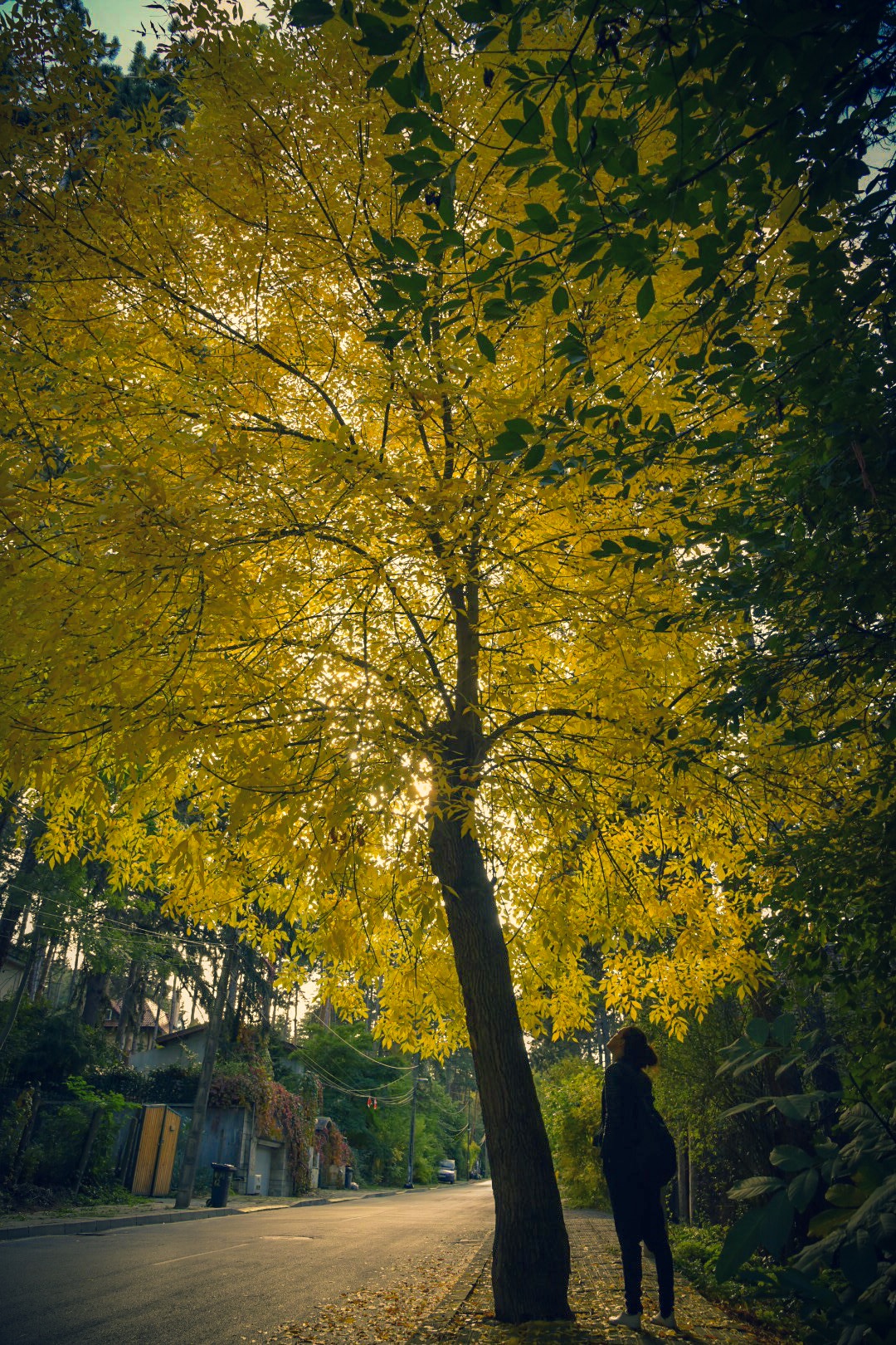Overall it all ended well and I saw the light. Just like the light hits the crown of this fall tree in Bulgaria. 