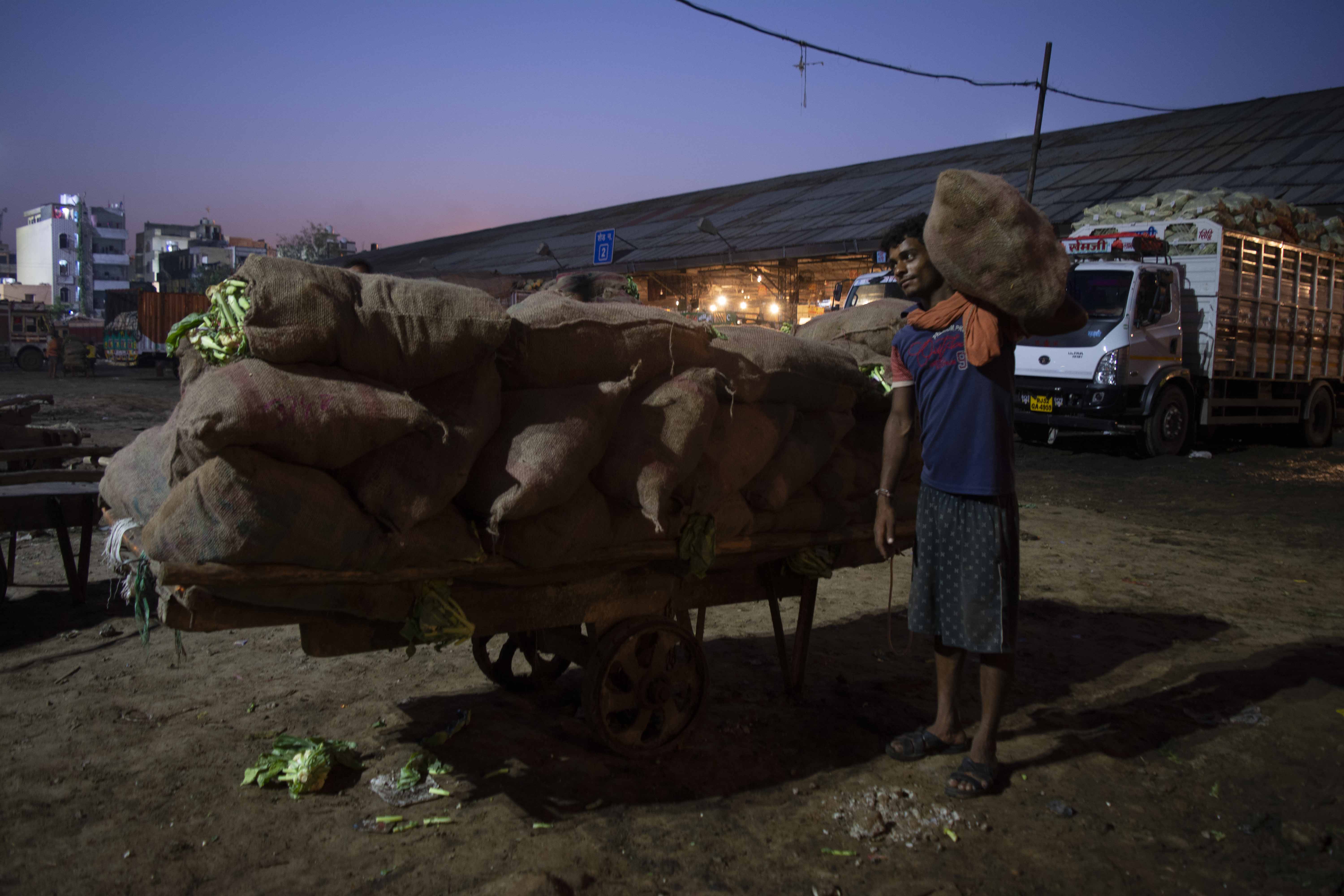 The daily wager, loading the cart with the sacks of cauliflower vegetable in order to transport from one place to another.