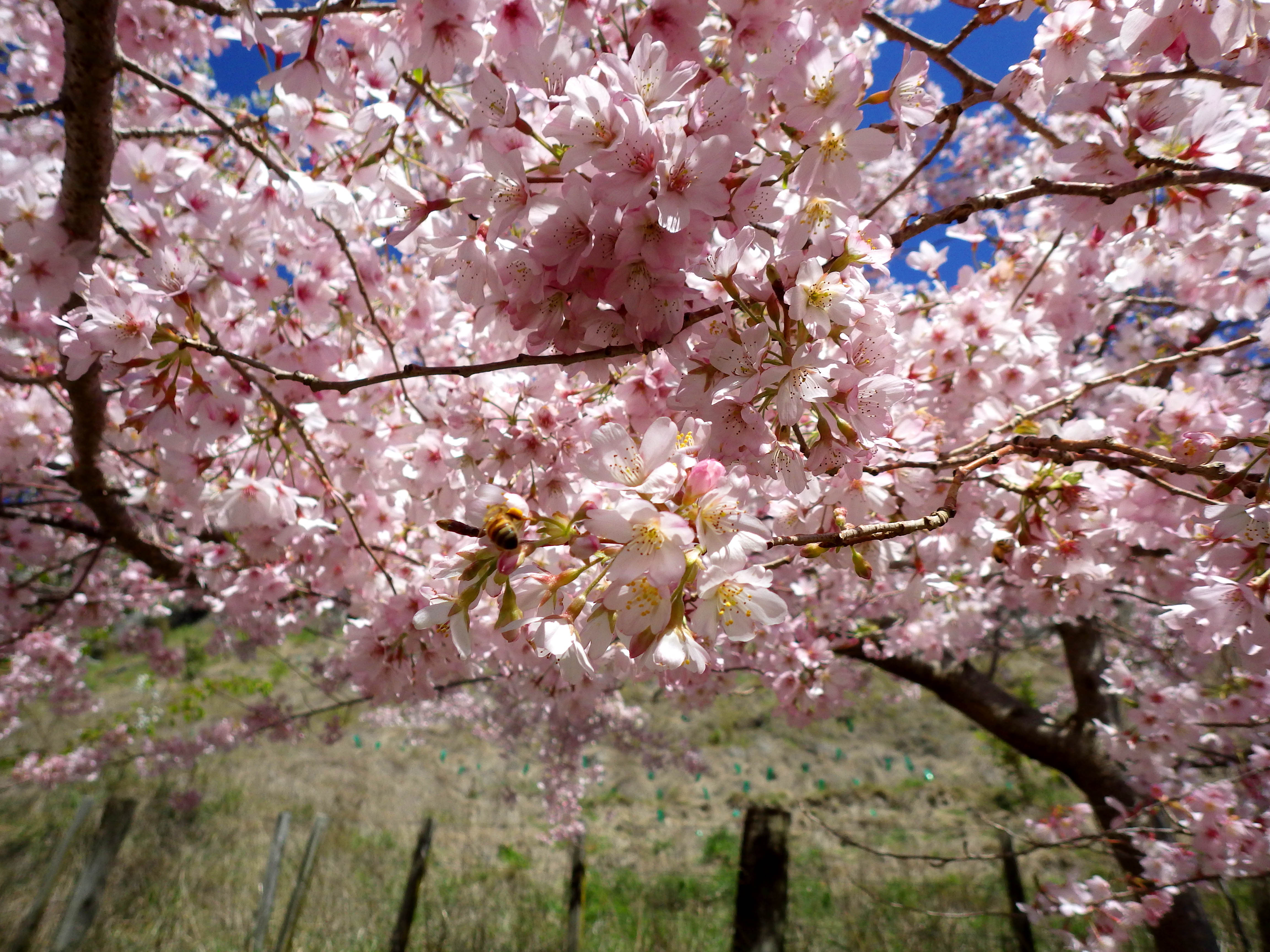 A breath of Cherry Blossom filled air as you head away from the coast line.