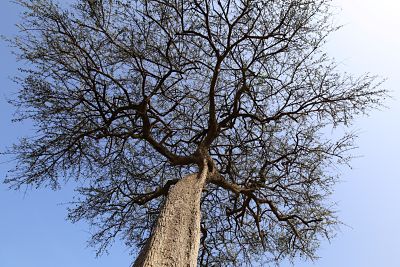 Acacia - The tree that dominates the landscape of the Mara and provides shelter on the plains.  The beauty of the tree is in its horizontal spread at height and bare trunk